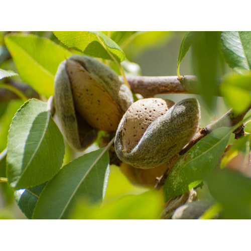 mandorle_tenute_quattro_case